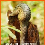 疫痛后，食野味陋習(xí)能否絕跡？