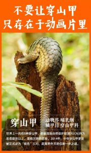 疫痛后，食野味陋習(xí)能否絕跡？