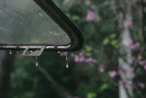 素貓素食—春風(fēng)化雨，潤(rùn)物無聲，正是抗“疫”關(guān)鍵時(shí)
