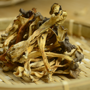 云南雞足山純野生雞油菌,世界四大名菌之一!做成美味下飯醬,你見過嗎？